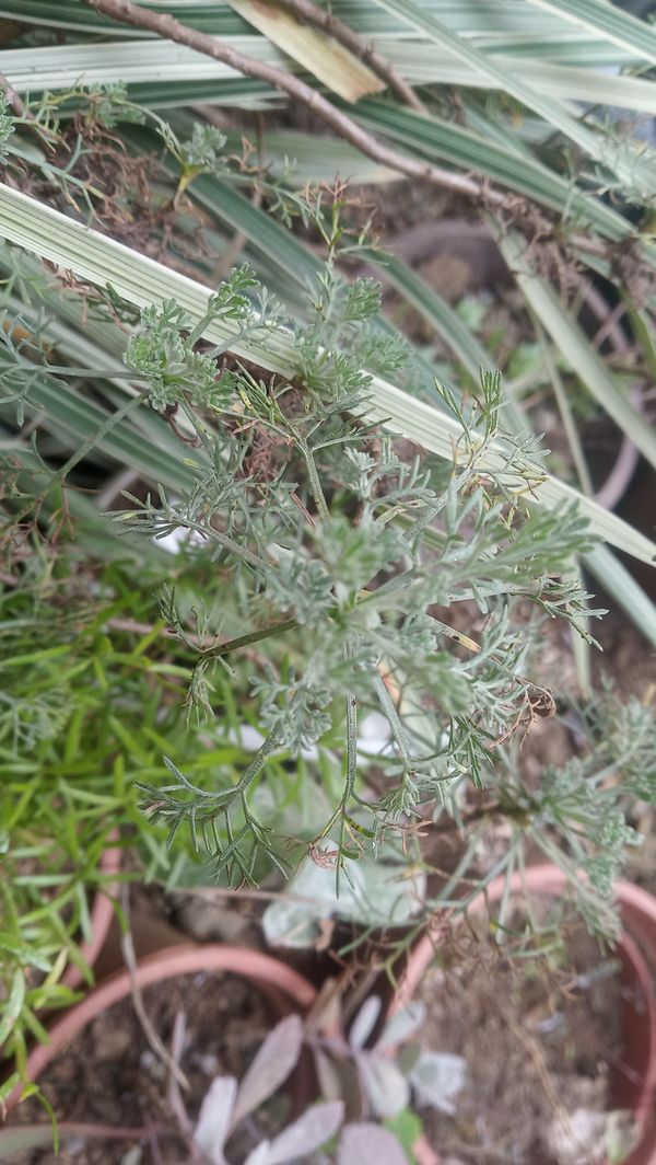 Identificação da planta Losna-branca por foto
