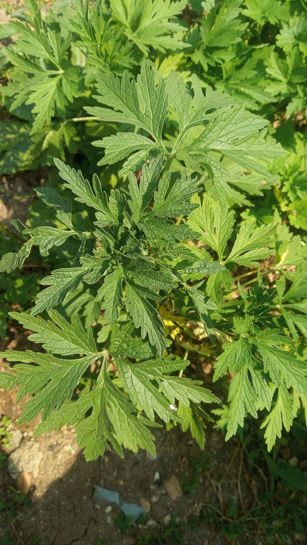 Identificação da planta Coração-de-jesus por foto