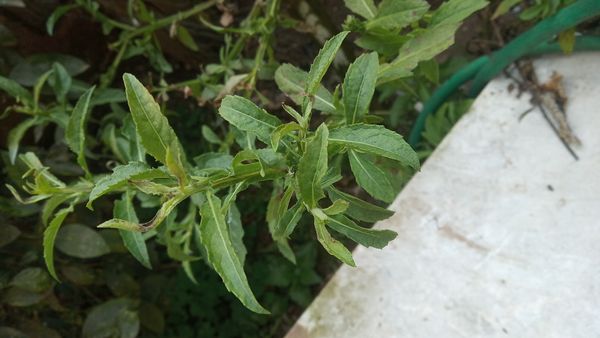Identificação da planta Quitoco por foto