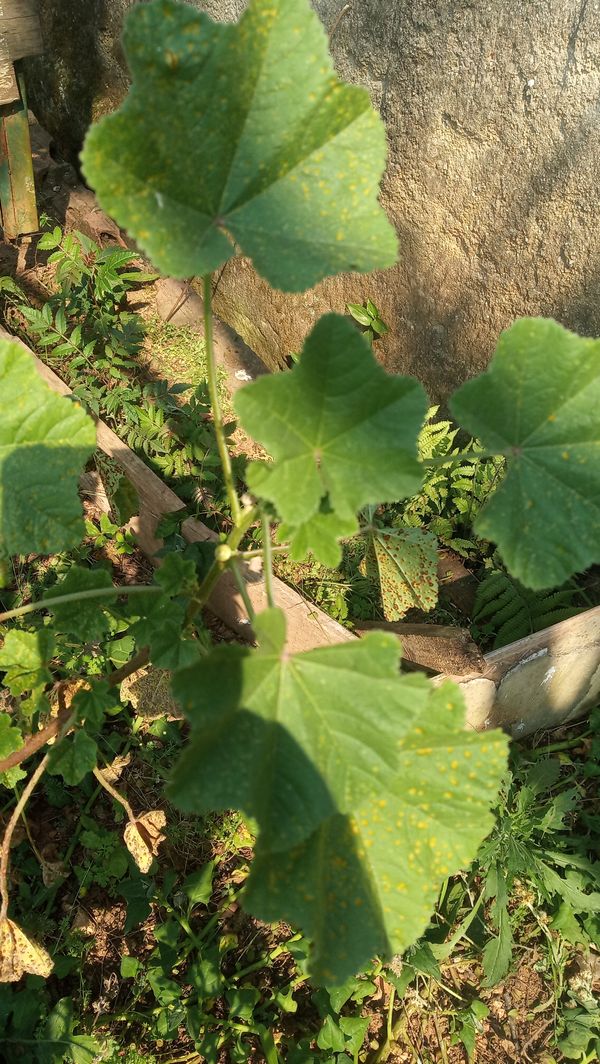 Identificação da planta Malva-branca por foto