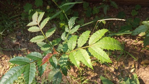 Identificação da planta Aroeira por foto