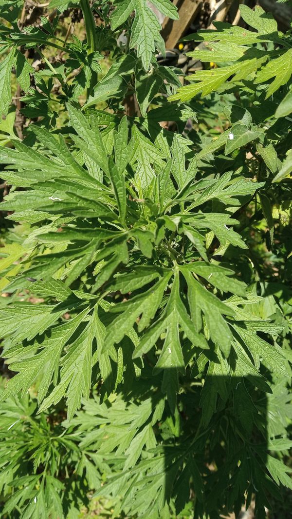 Identificação da planta Coração-de-jesus por foto