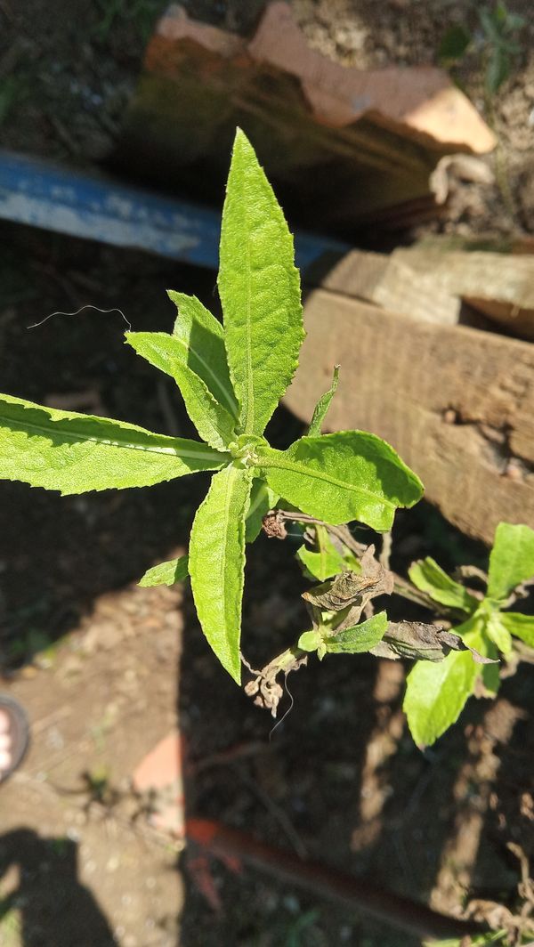 Identificação da planta Tabua por foto