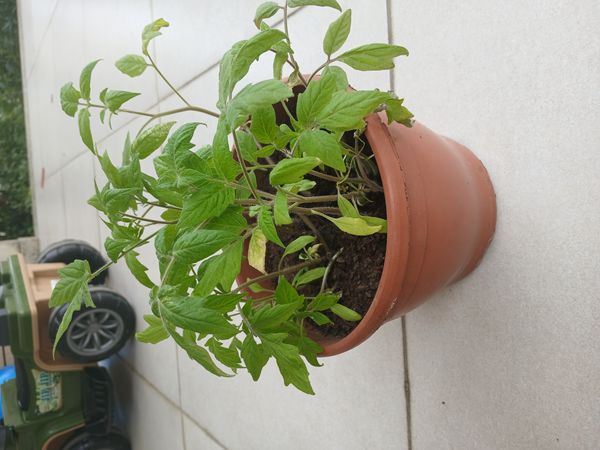 Identificação da planta Tomate por foto