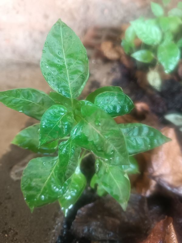 Identificação da planta Malagueta por foto