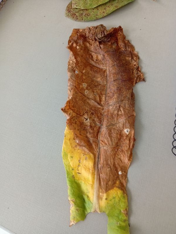Identificação da planta Fumo por foto