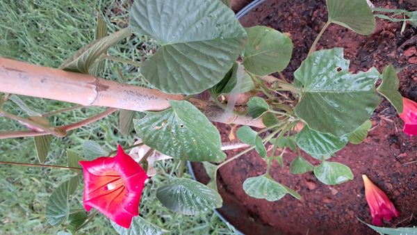 Identificação da planta Jitirana por foto