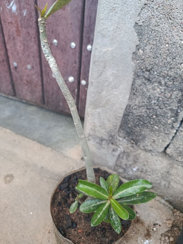 Identificação da planta Rosa do deserto por foto