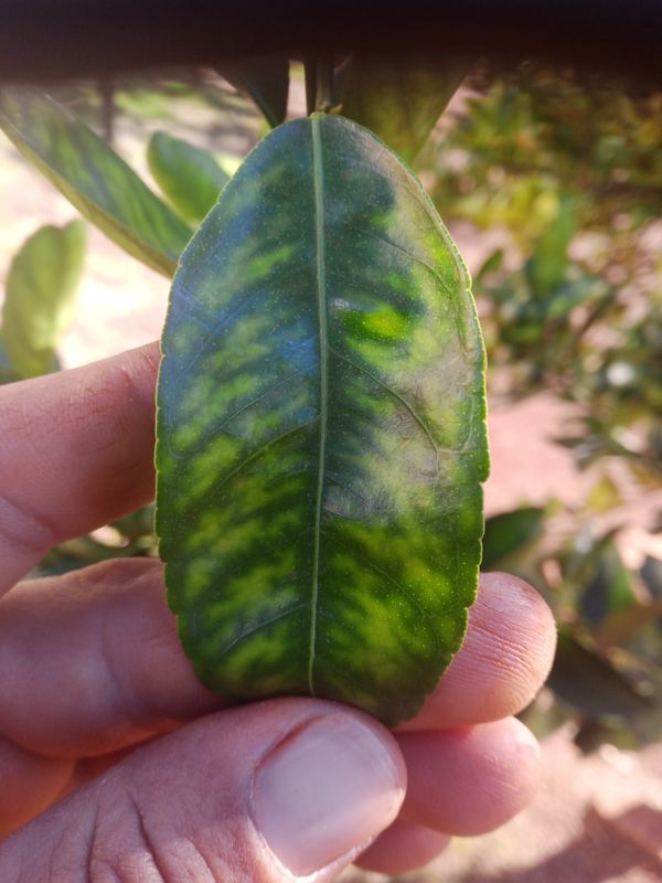 Identificação da planta Limão galego por foto