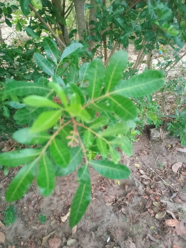 Identificação da planta Aroeira por foto