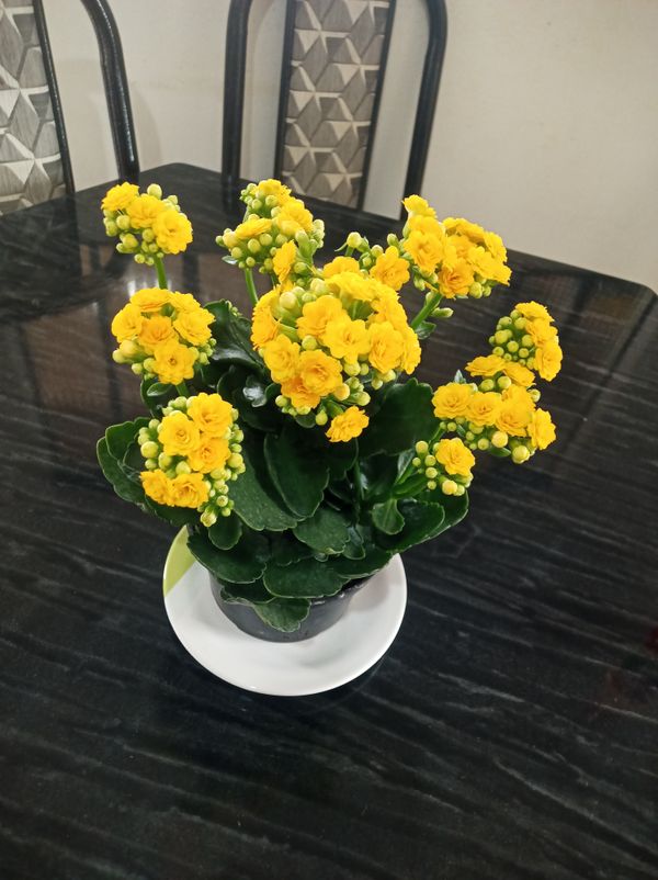 Identificação da planta Calandiva por foto