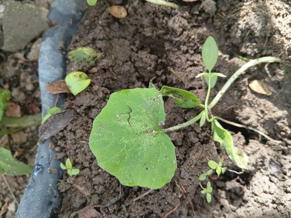 Identificação da planta Melão por foto