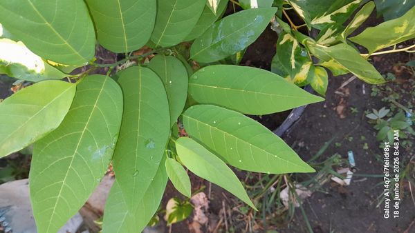 Identificação da planta Fruta-do-conde por foto