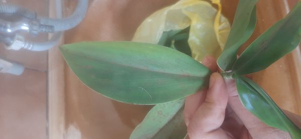 Identificação da planta Cana-do-brejo por foto