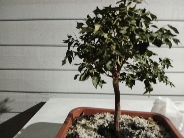 Identificação da planta Figueira-de-bengala por foto