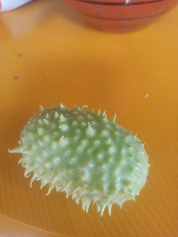 Identificação da planta Maxixe por foto