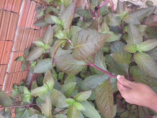 Identificação da planta Bredo por foto
