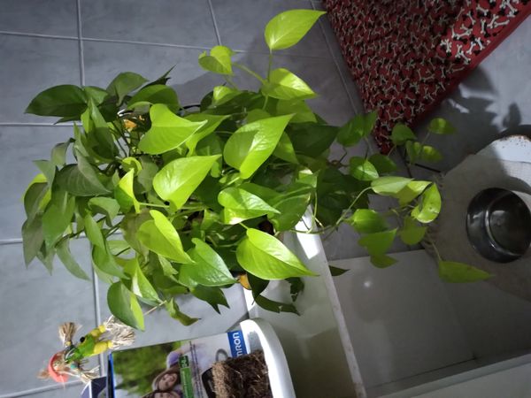 Identificação da planta Jiboia por foto