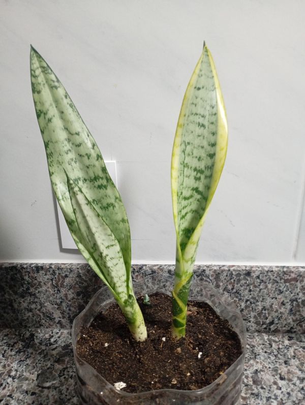 Identificação da planta Espada de são jorge por foto