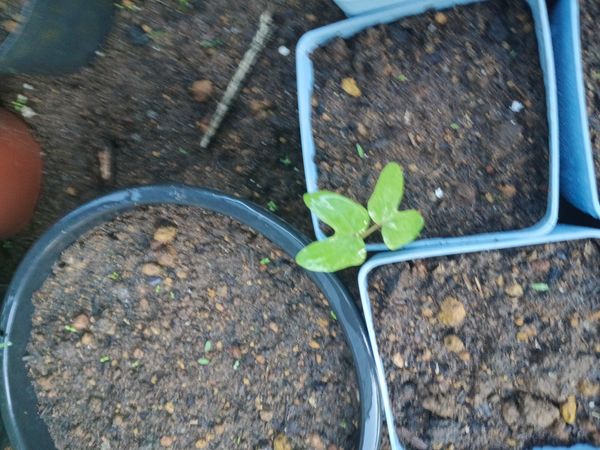Identificação da planta Corda-de-viola por foto
