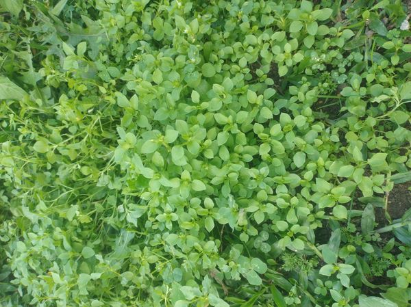 Identificação da planta Alsine por foto