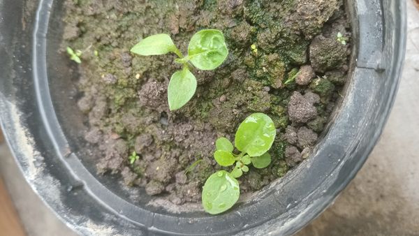Identificação da planta Tabaco-de-índio por foto