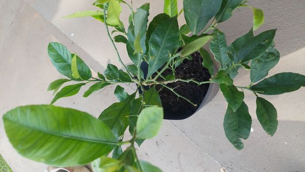 Identificação da planta Limão por foto
