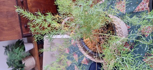 Identificação da planta Alfinete por foto