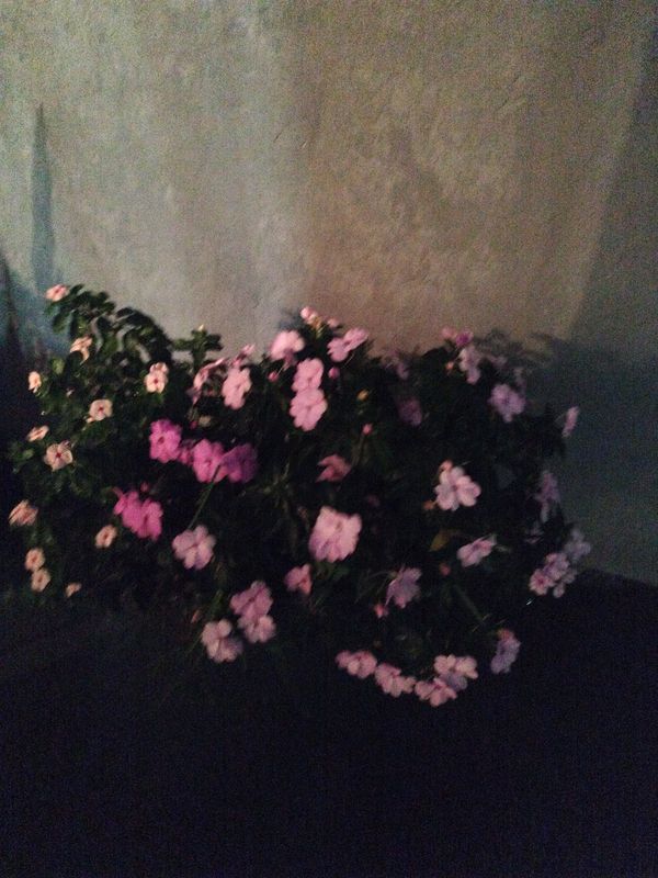 Identificação da planta Maria-sem-vergonha por foto