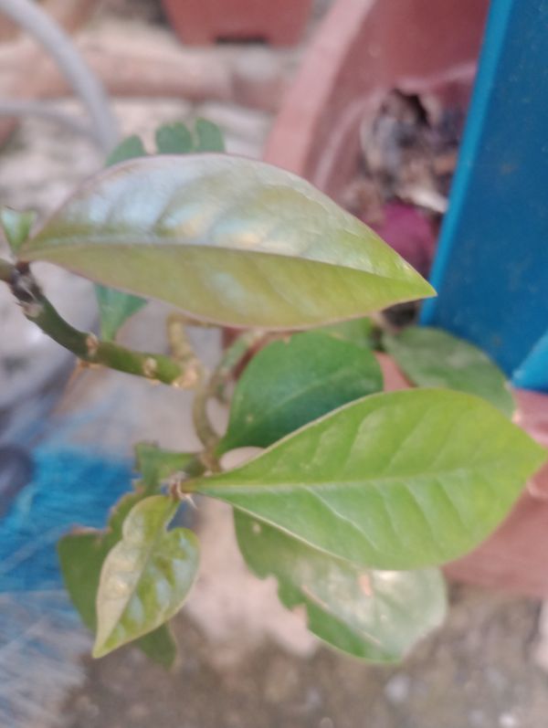 Identificação da planta Ora-pro-nóbis por foto