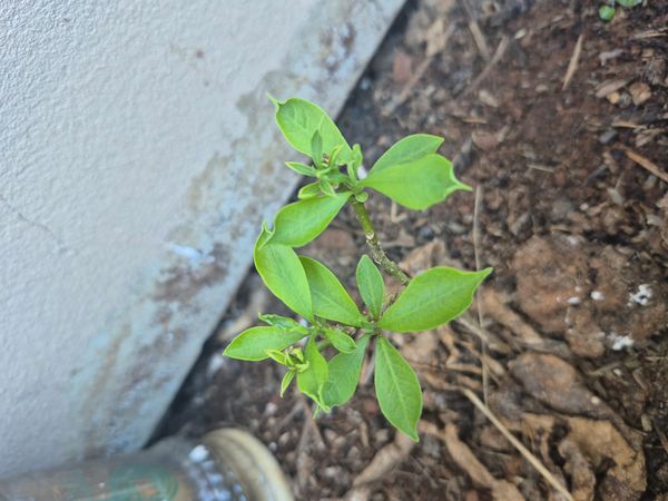 Identificação da planta Manacá-da-serra por foto