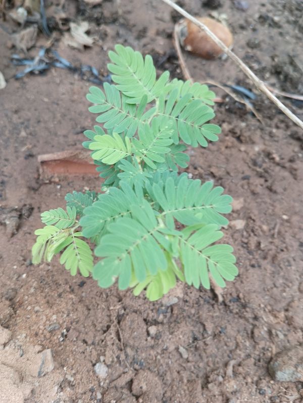 Identificação da planta Albizia coriaria por foto