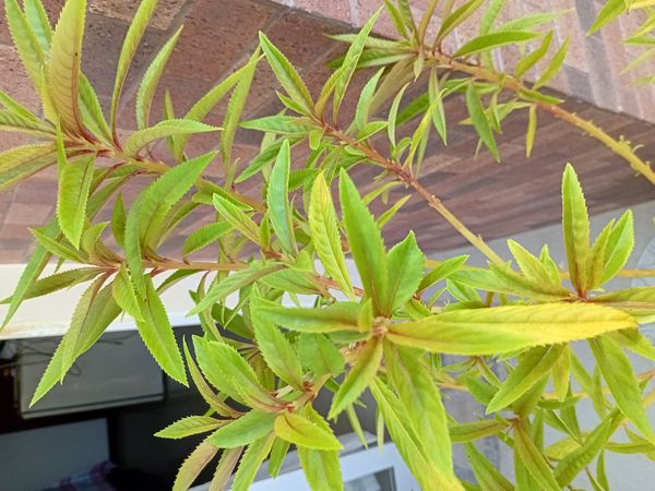 Identificação da planta Maria-sem-vergonha por foto