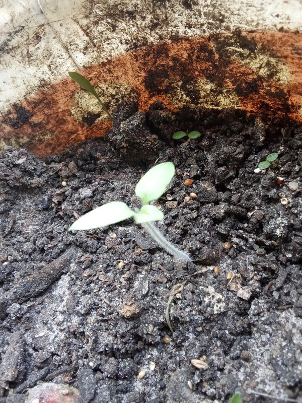 Identificação da planta Girassol por foto
