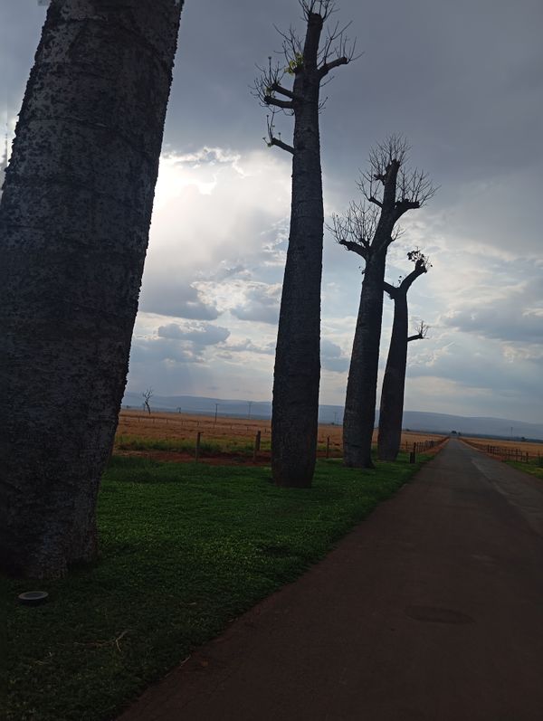 Identificação da planta Baobá por foto