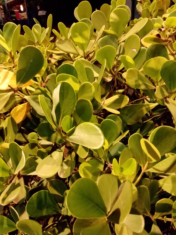 Identificação da planta Abaneiro por foto