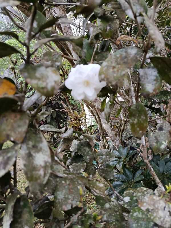 Identificação da planta Camélia-do-chá por foto
