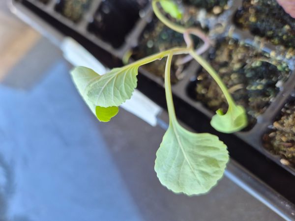 Identificação da planta Nabo-bravo por foto