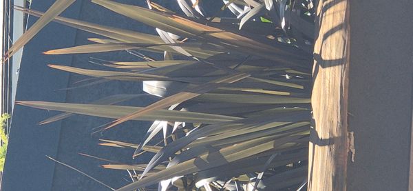 Identificação da planta Lírio-do-brejo por foto