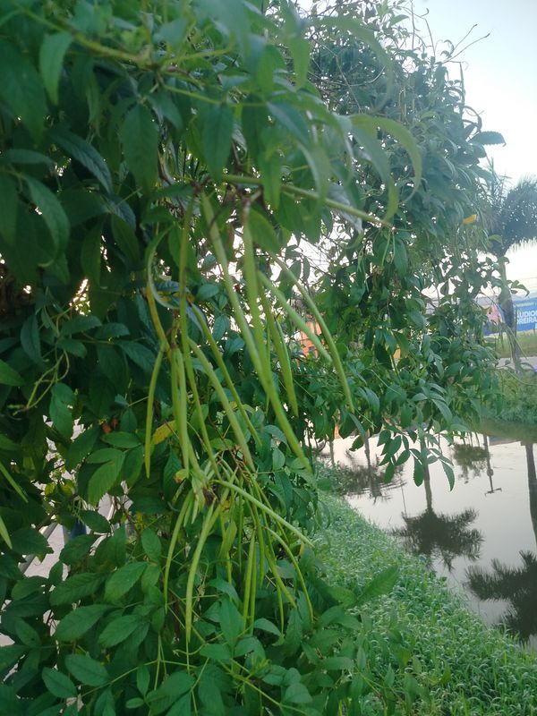 Identificação da planta Ipê-de-jardim por foto