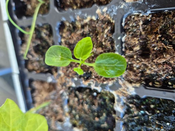 Identificação da planta Malagueta por foto
