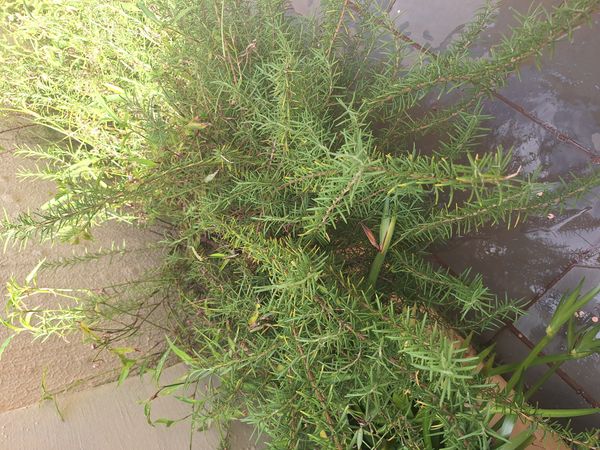 Identificação da planta Alecrim por foto