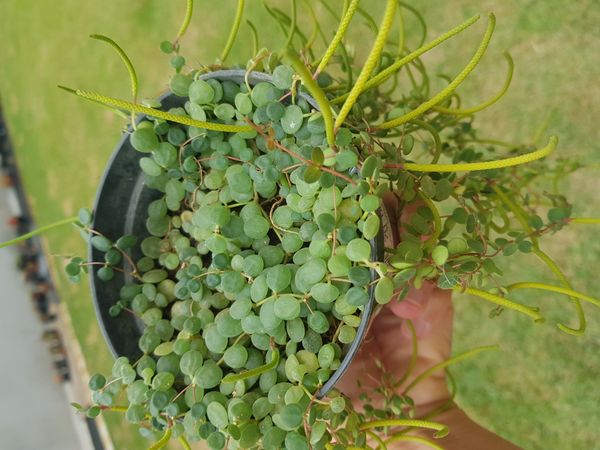 Identificação da planta Peperomia Hope por foto