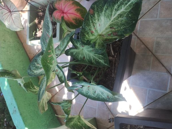 Identificação da planta Tinhorão por foto