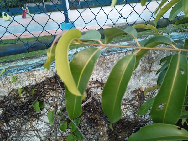Identificação da planta Jamelão por foto