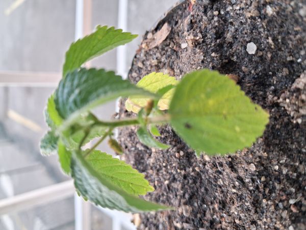 Identificação da planta Rabo-de-gato por foto