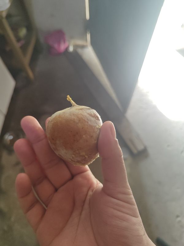Identificação da planta Ameixa japonesa por foto