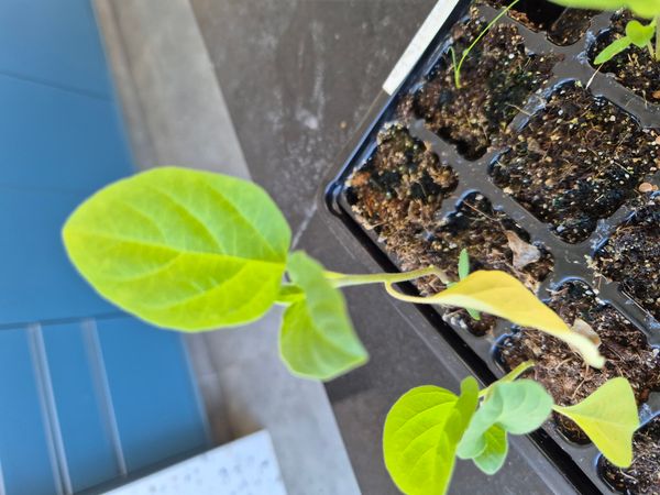Identificação da planta Berinjela por foto
