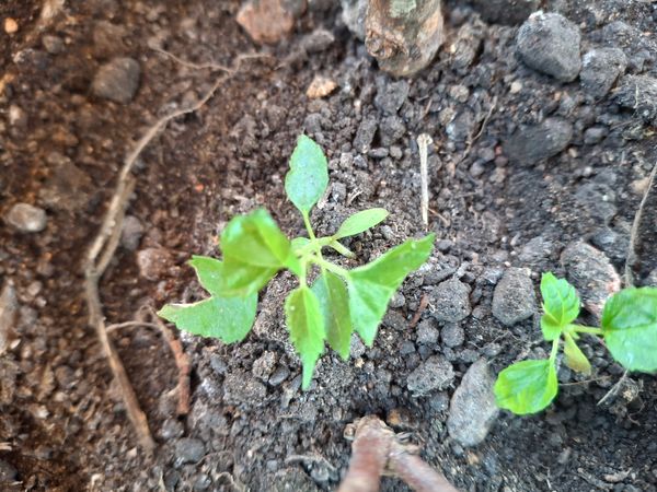 Identificação da planta Sem nome popular conhecido por foto