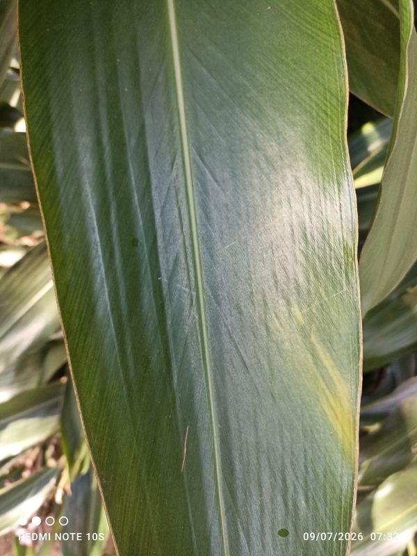 Identificação da planta Colônia por foto
